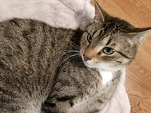 Photo of Sheep the tabby cat